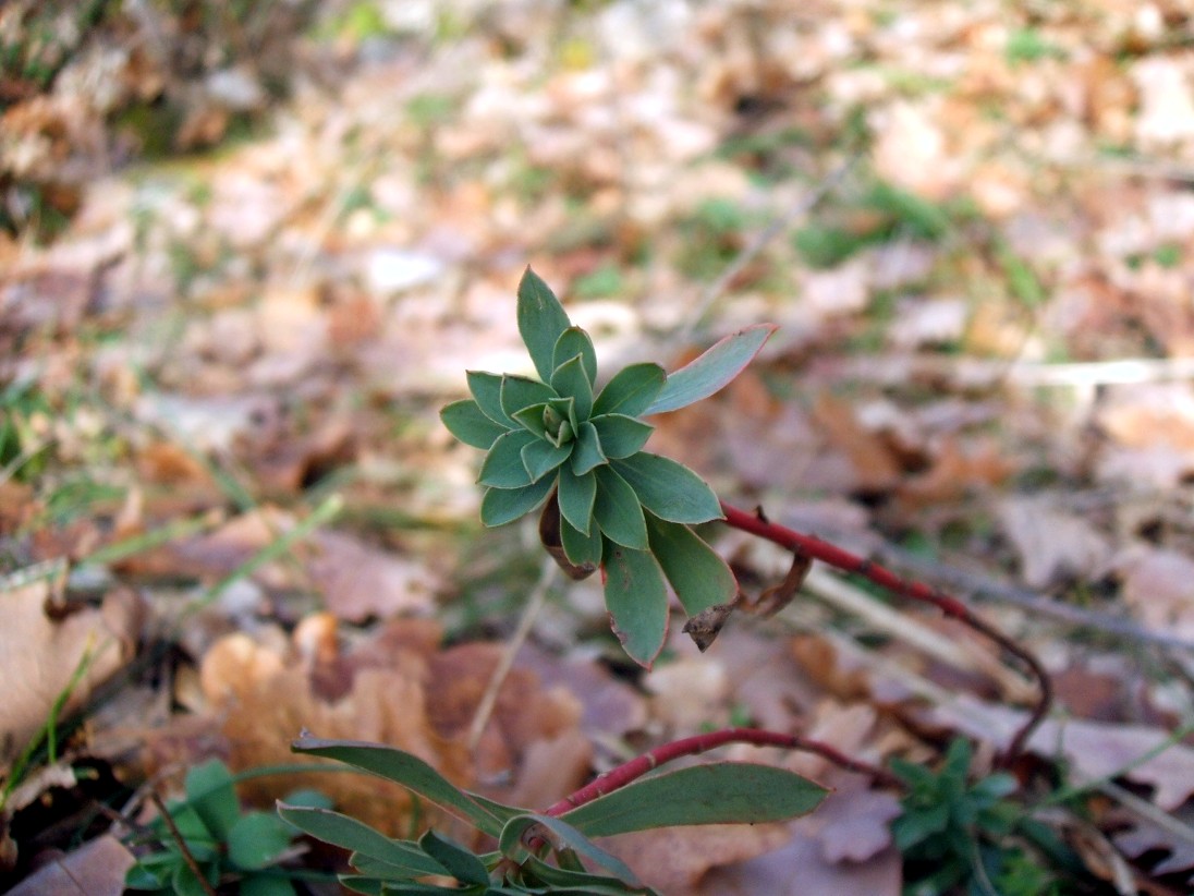 Euphorbia barrelieri / Euforbia di Barrelier